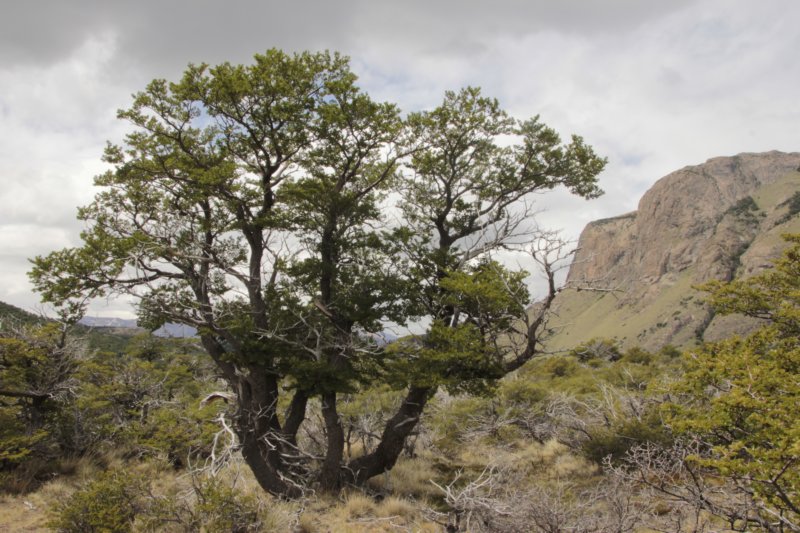 cerrotorre82.jpg