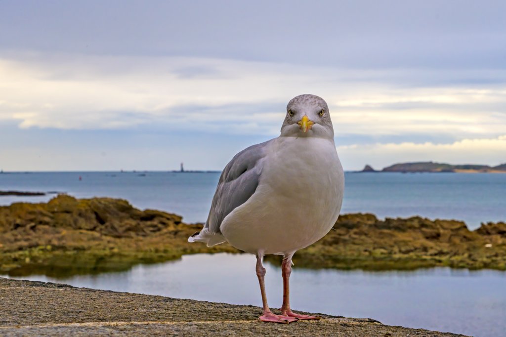 saintmalo10.jpg