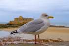 saintmalo11_small.jpg