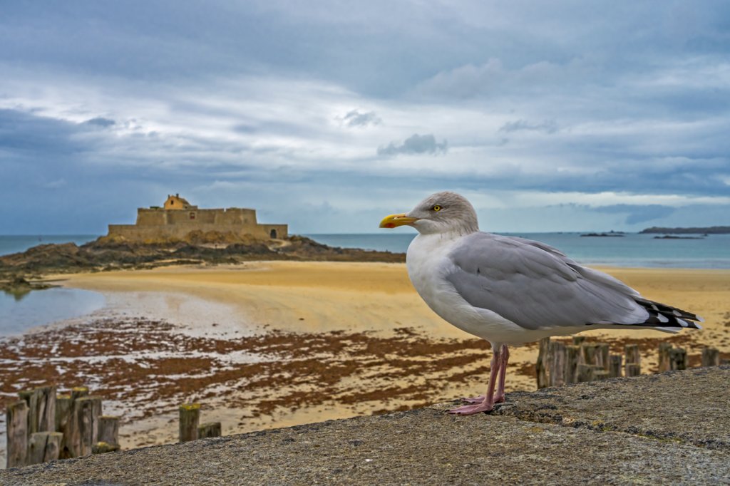 saintmalo14.jpg