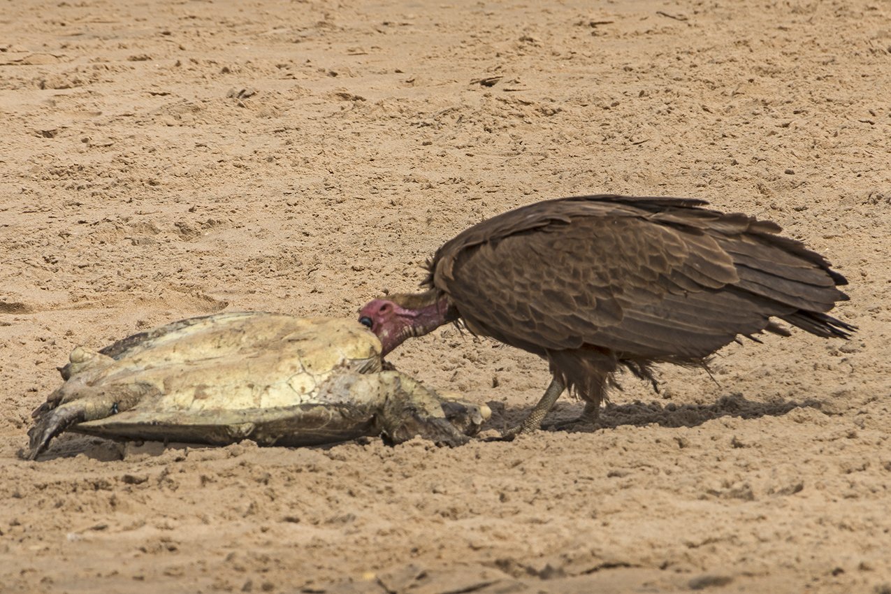 gambia21.jpg