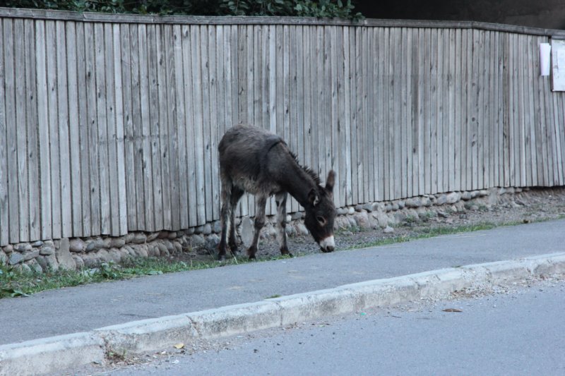 rnegruziskieobrazki25.jpg