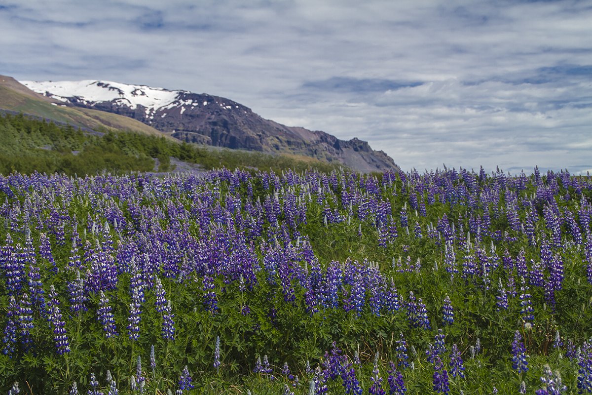 islandia104.jpg