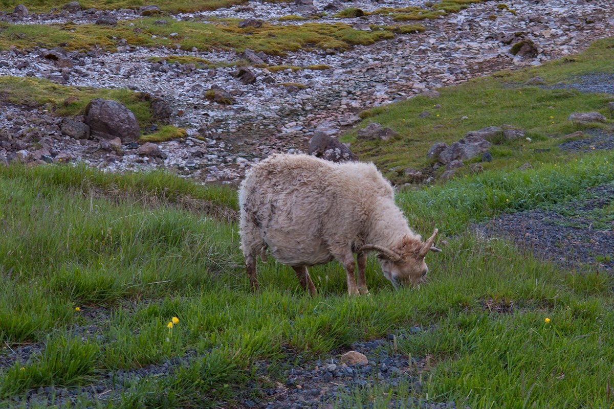 islandia170.jpg