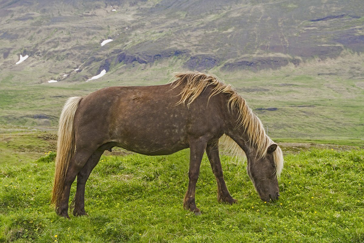 islandia30.jpg