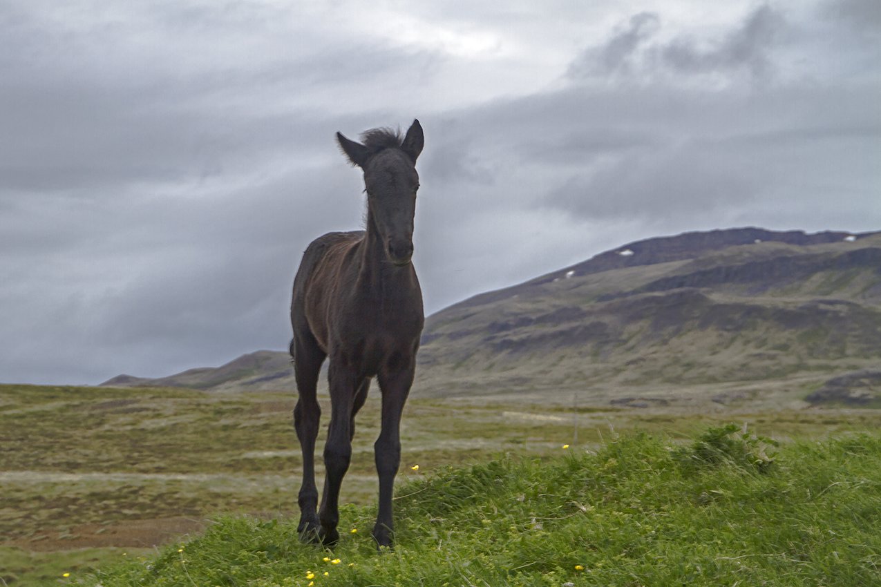 islandia32.jpg