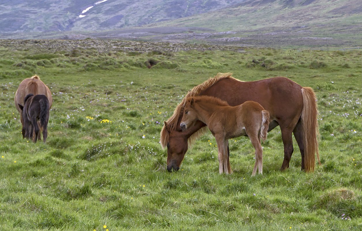 islandia93.jpg