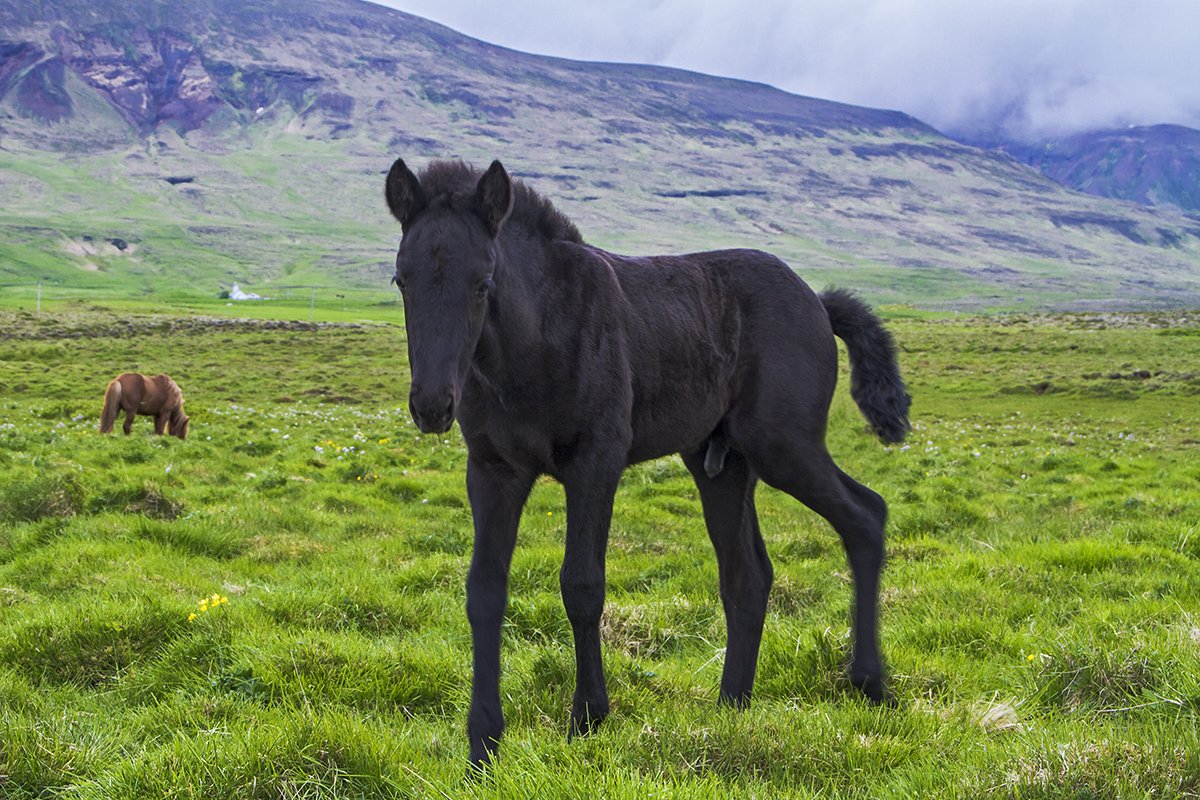 islandia98.jpg