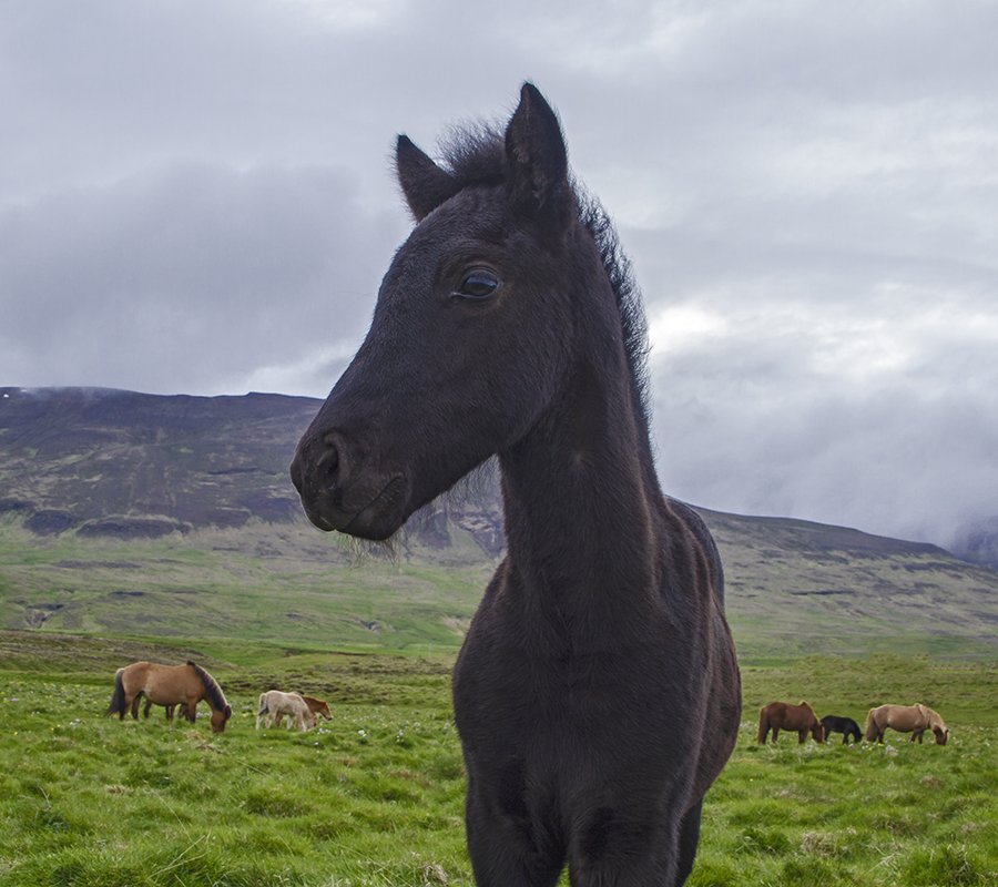 islandia99.jpg