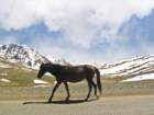 kirgistan24_small.jpg