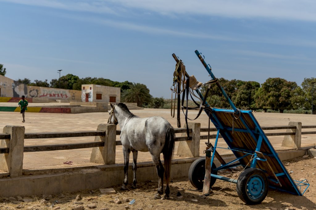 wyprawadosenegalu202363.jpg