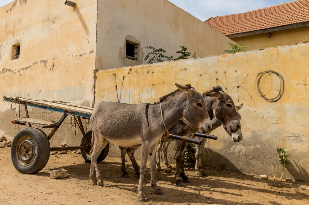 wyprawadosenegalu202366.jpg