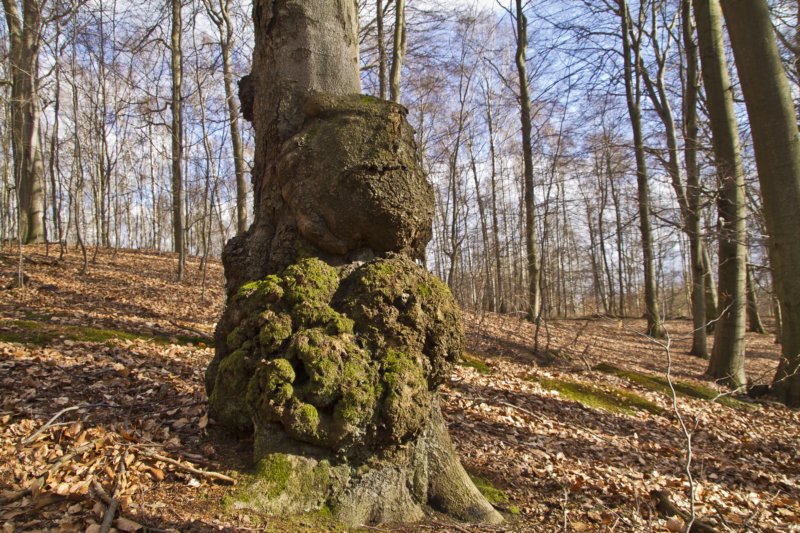 wlesiejeszczeaniladuwiosnyalepowietrzejupachnie.jpg